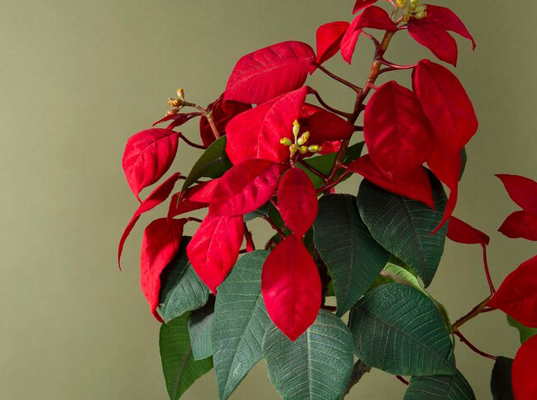 Pianta stella di natale